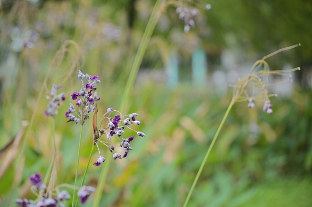 Garden Flower 1256x836